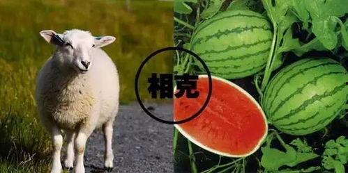 羊了羊娱乐吃瓜